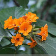 橙花破布木 橙花破布木