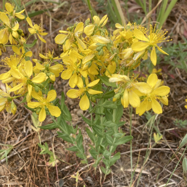 Hypericum perfoliatum