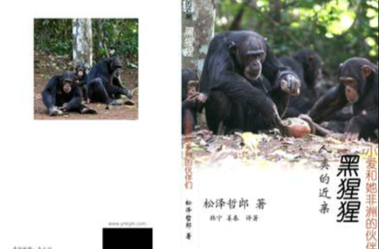 人類的近親黑猩猩