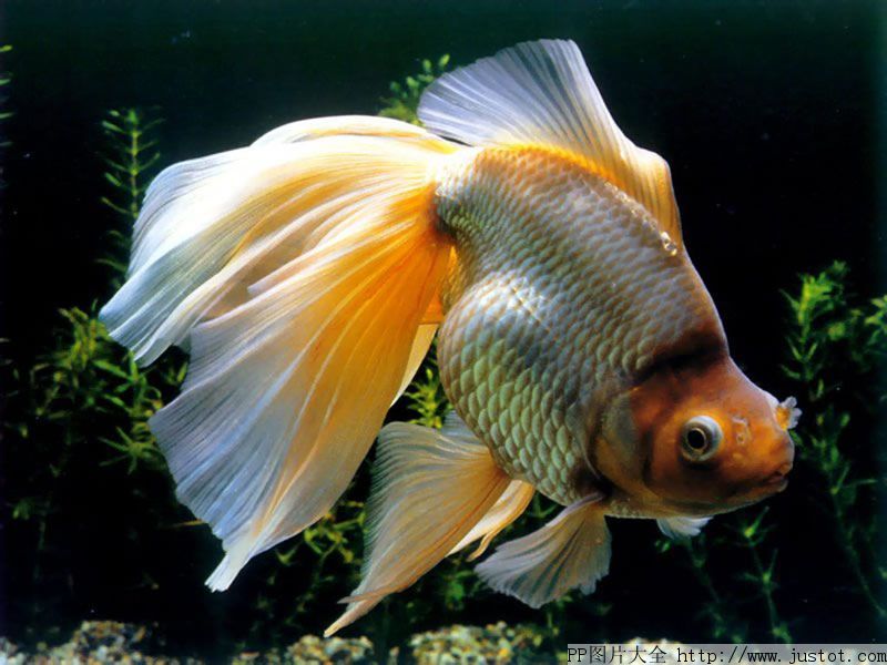 雙線金銀魚