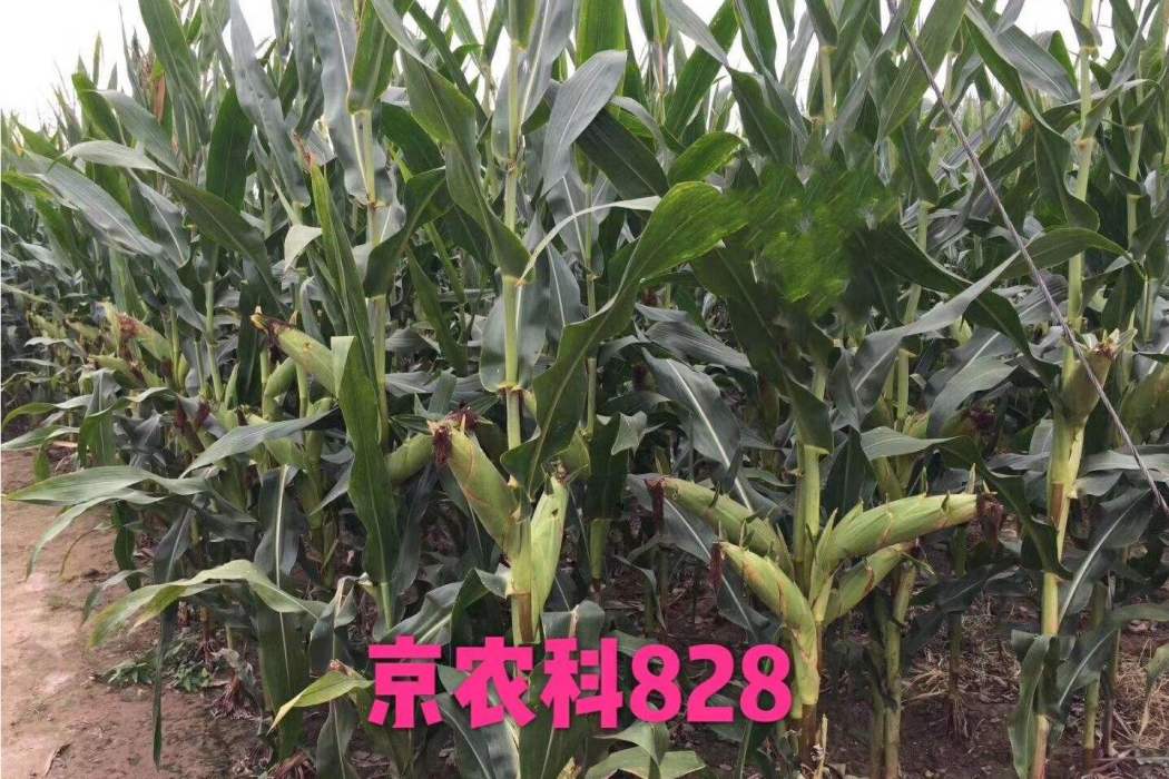 京農科828 京農科828