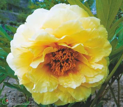 金鱗霞冠 金鱗霞冠