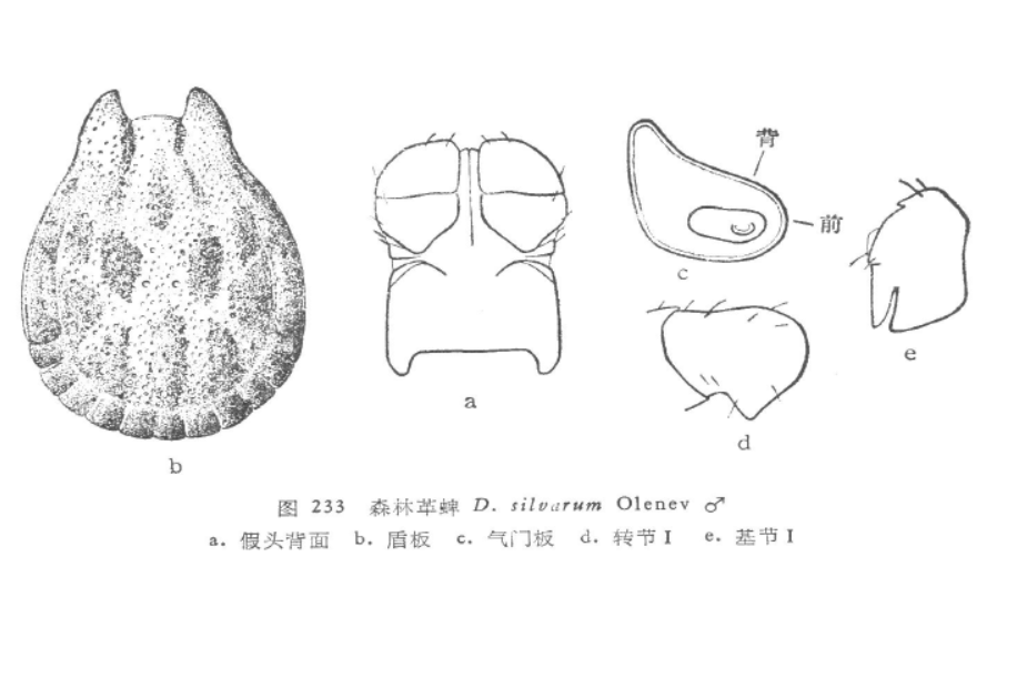森林革蜱 森林革蜱