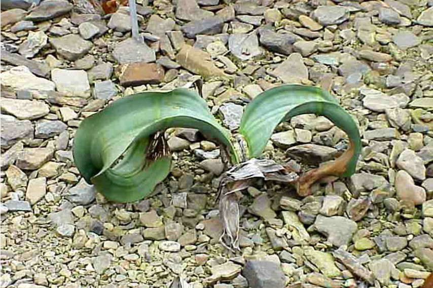 百歲蘭目 百歲蘭目