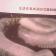 雙腳蚓蜥 雙腳蚓蜥