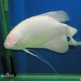 飛船魚 飛船魚