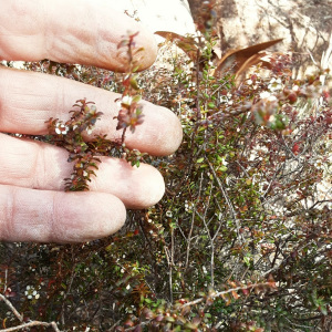 Ochrosperma oligomerum