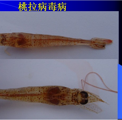 桃拉病毒 桃拉病毒