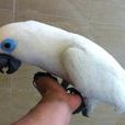 藍眼巴丹鸚鵡