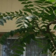 華僑公寓(北京的小區) 華僑公寓(北京的小區)