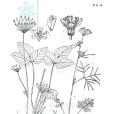 宜良囊瓣芹 宜良囊瓣芹