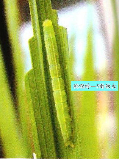 稻螟蛉幼蟲