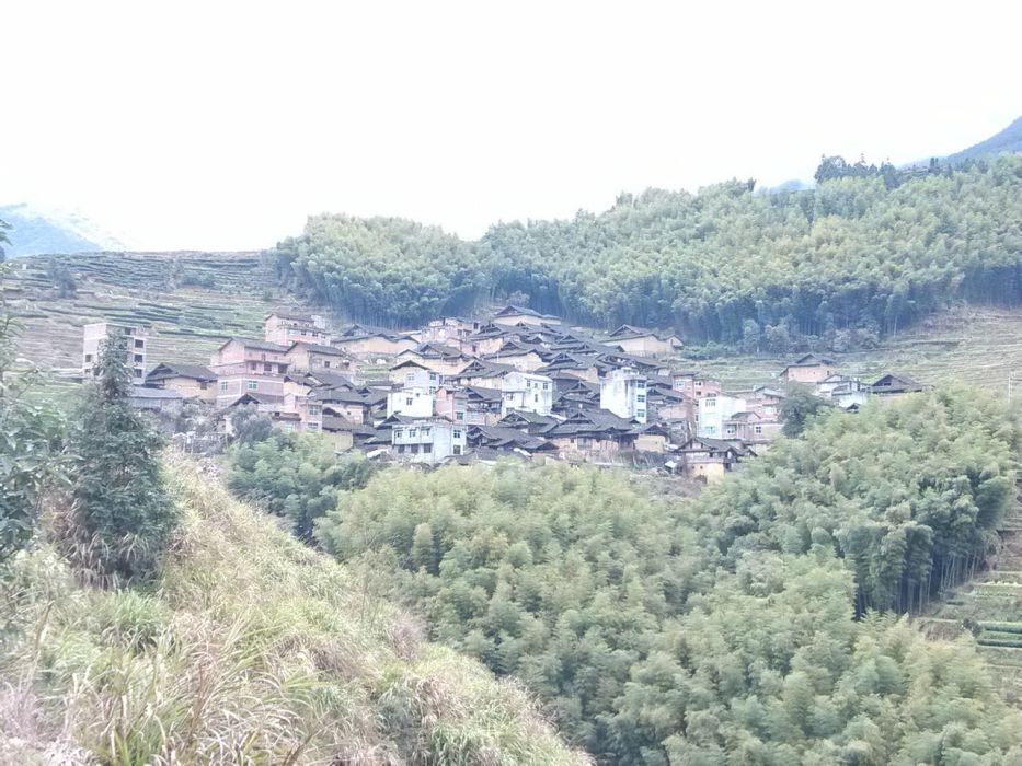 寶嶺花生 寶嶺花生