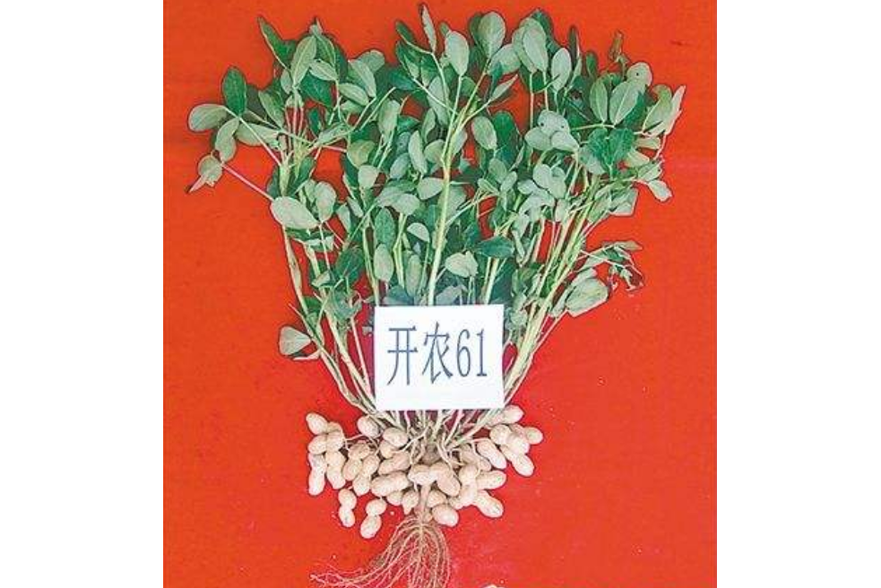 開農61 開農61