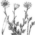 小濱菊 小濱菊