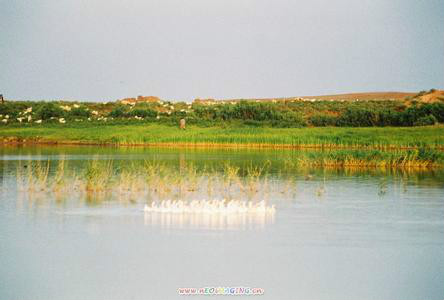 甘肅敦煌西湖國家級自然保護區