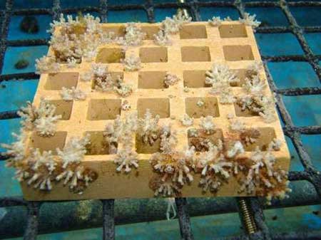 日本培植的珊瑚