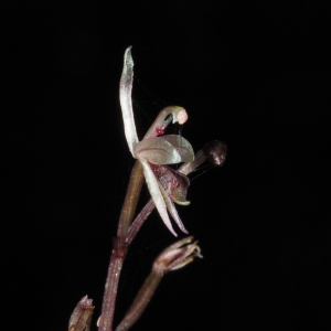 Stigmatodactylus corniculatus