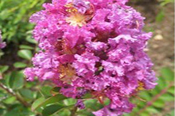 Lagerstroemia \x27JD827\x27 EARLY BIRD PURPLE