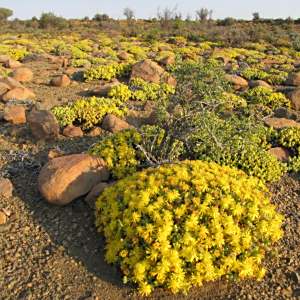 Rhinephyllum luteum