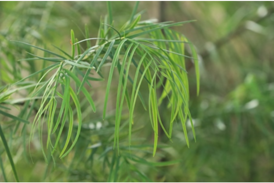 非洲杉 非洲杉