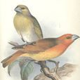 管舌鳥(管舌雀俗稱) 管舌鳥(管舌雀俗稱)