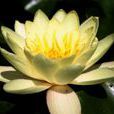 克蘿蒂瑪蒂拉 克蘿蒂瑪蒂拉