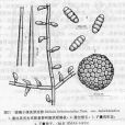西疇瓊楠 西疇瓊楠