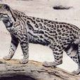 玻利維亞虎貓