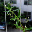 白花蛇舌草(蛇舌癀) 白花蛇舌草(蛇舌癀)