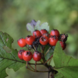 桔紅山楂 桔紅山楂