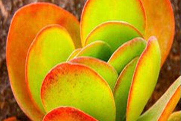 Kalanchoe thyrsiflora \x27Flapjacks\x27