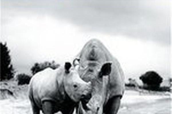 ANIMALS OF AFRICA Sounds of the Jungle