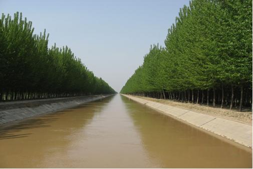 十二支黃河灌渠綠化