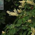 華東山柳 華東山柳