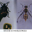 細角瓜蝽 細角瓜蝽