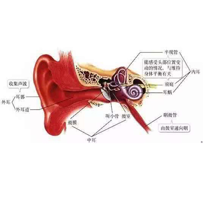 耳咽管