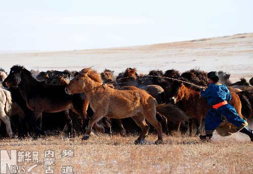 蒙古族馬文化