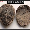 無盾龜 無盾龜