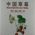 中國草莓 中國草莓