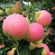 花紅皮