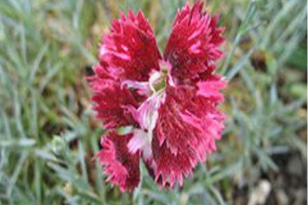 Dianthus \x27Pomegranate Kiss\x27