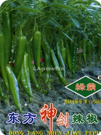 東方神劍(雜交辣椒) 東方神劍(雜交辣椒)