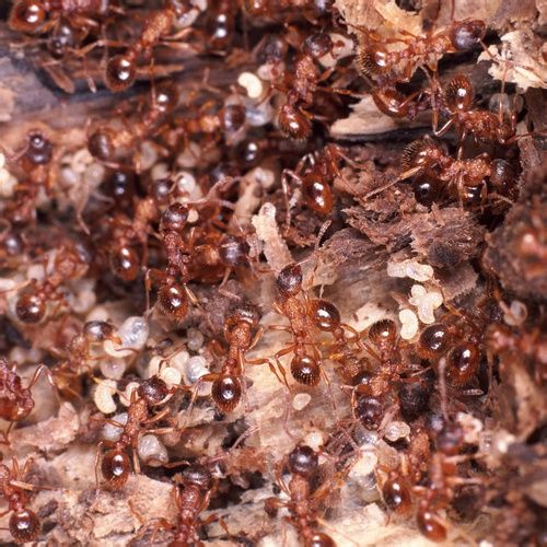 油鍋上螞蟻