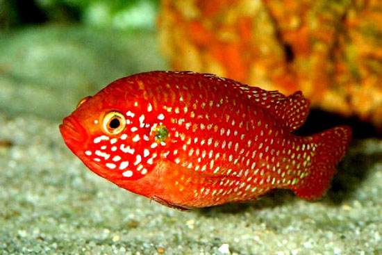 紅鑽石魚