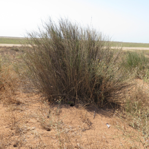 Halopyrum mucronatum