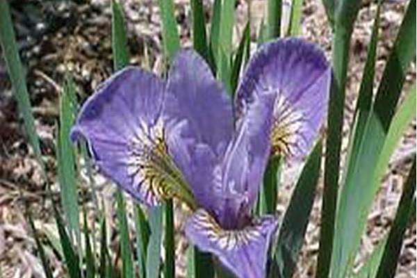 Iris \x27Sparkle\x27