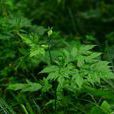 山芹(傘形目傘形科植物) 山芹(傘形目傘形科植物)