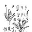 小球棘豆 小球棘豆