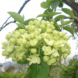 長序水麻 長序水麻